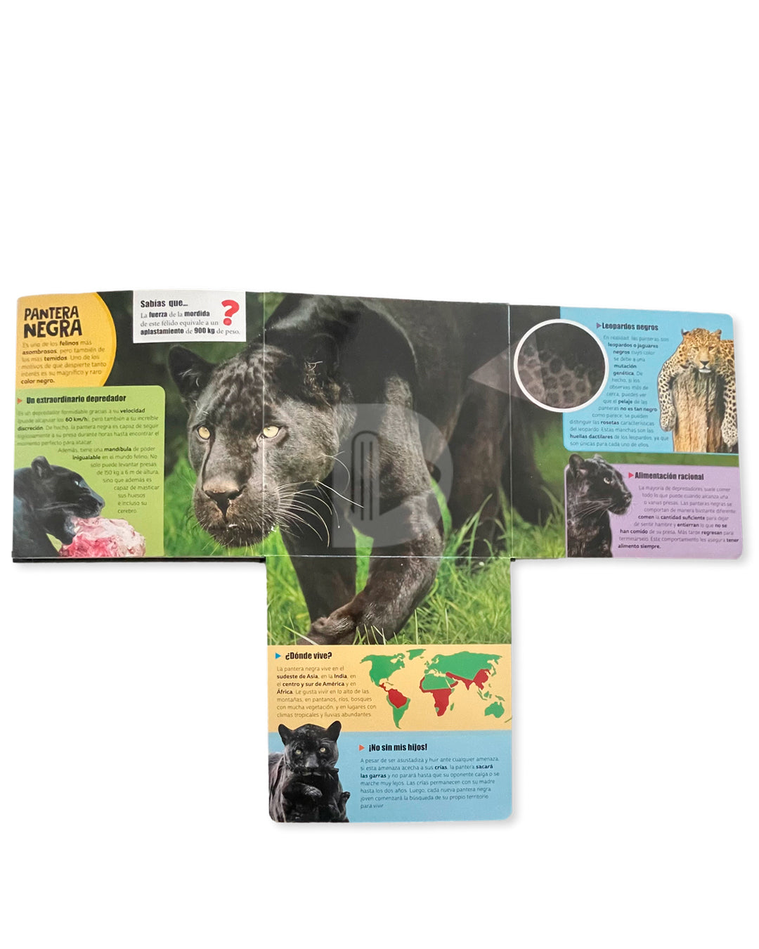 Libro Mundo Asombroso con flaps gigantes