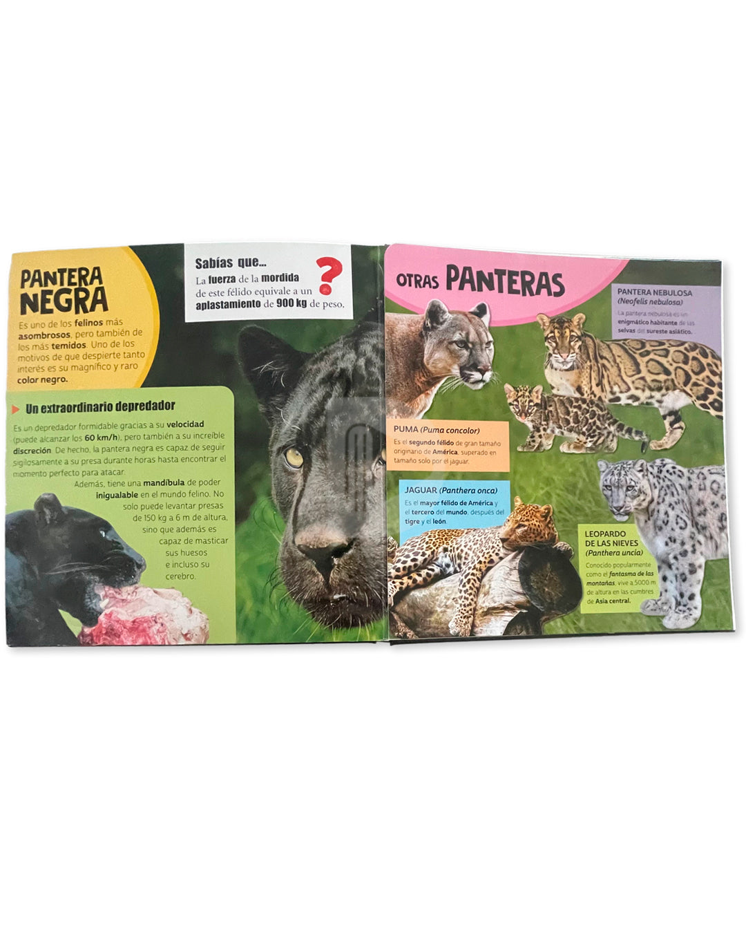 Libro Mundo Asombroso con flaps gigantes