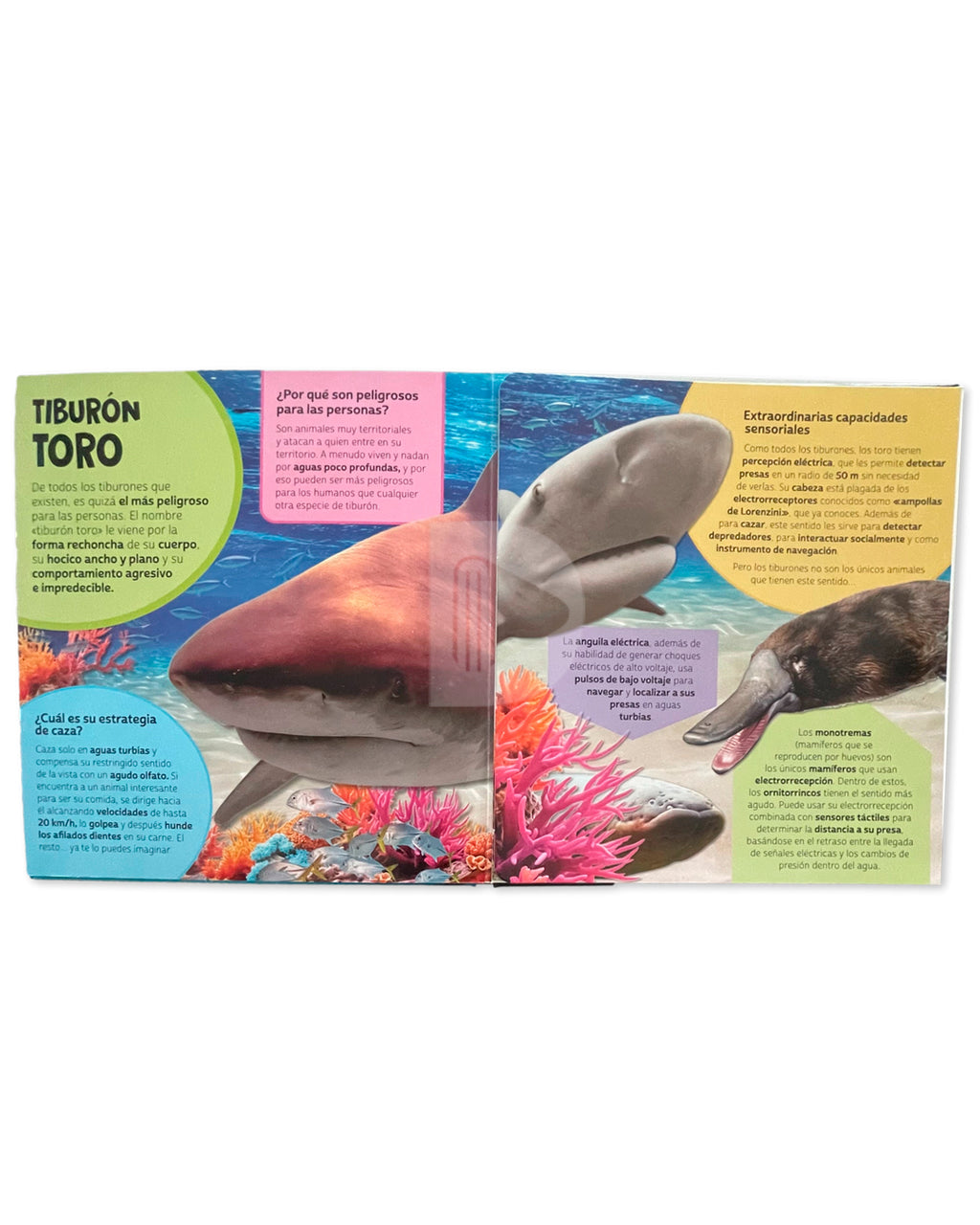 Libro Mundo Asombroso con flaps gigantes